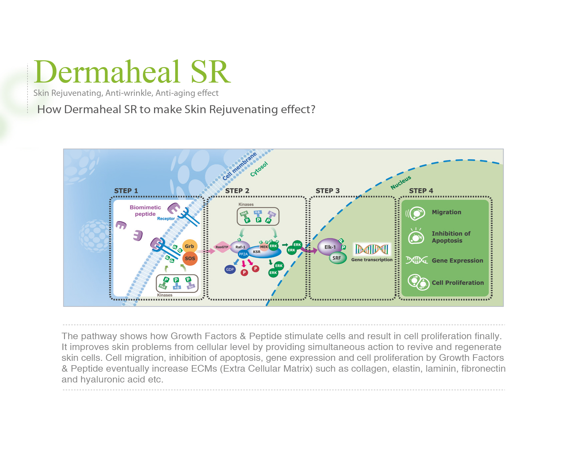 Dermaheal SR - image 16