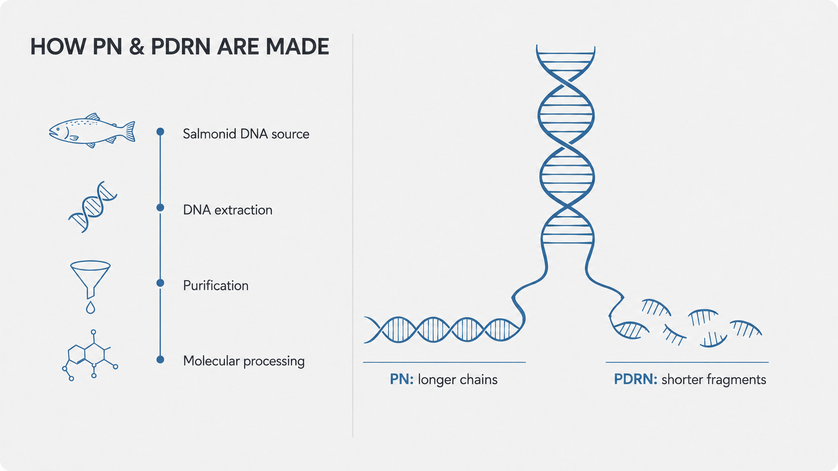 Process from salmonid DNA source through extraction, purification, and molecular processing to PN and PDRN