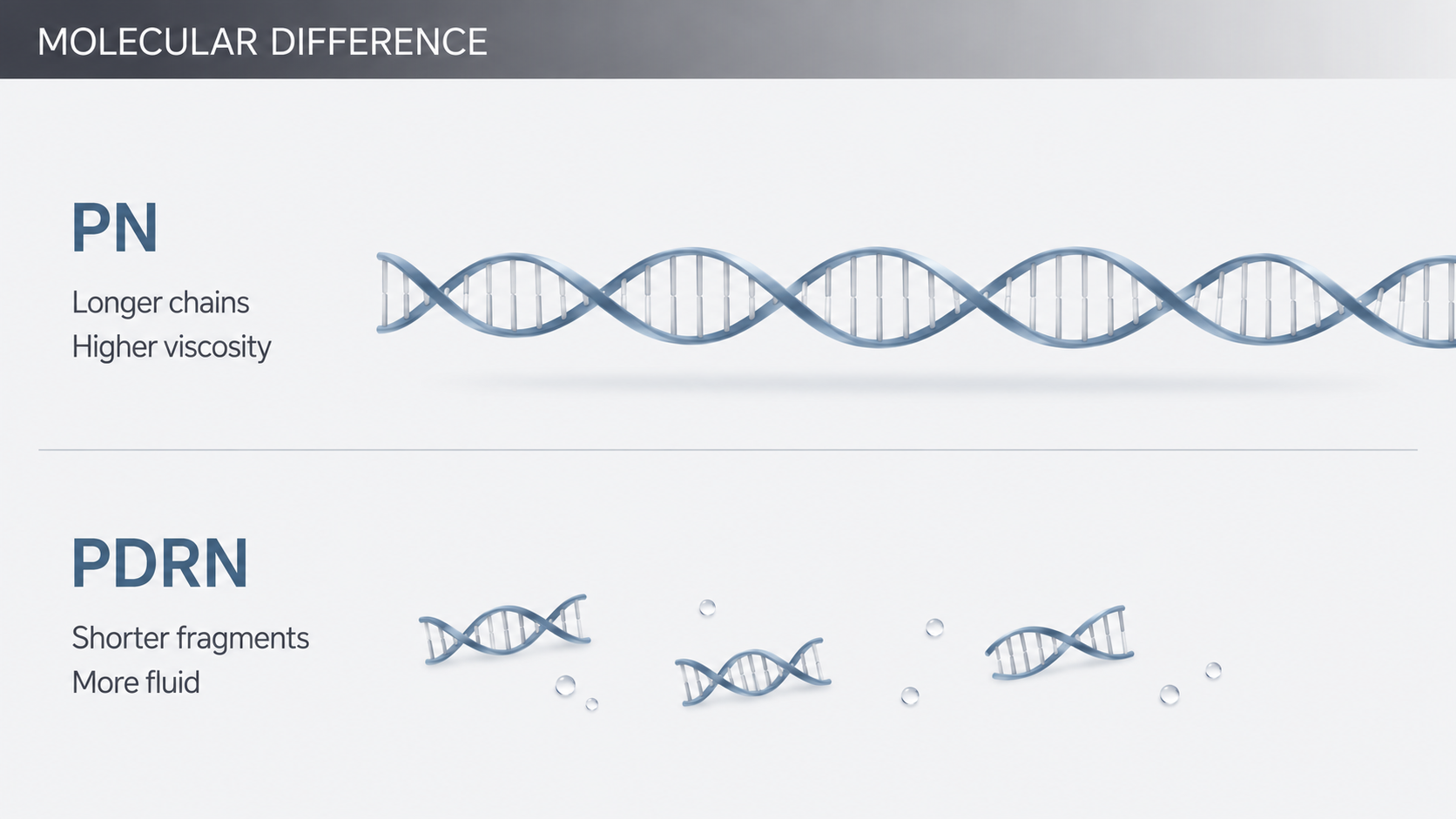 PN longer DNA chains and higher viscosity compared with PDRN shorter fragments and more fluid behavior